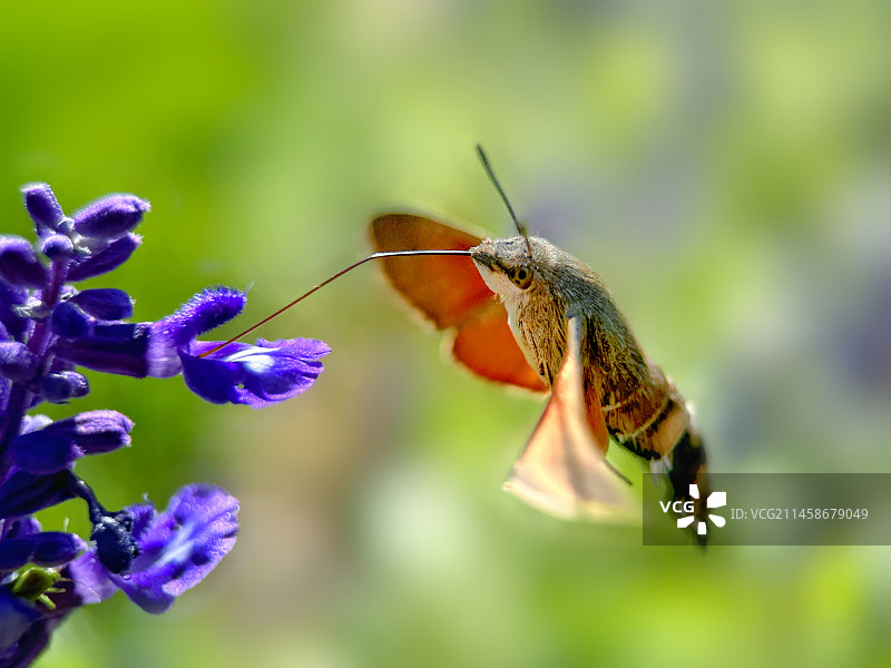 蜂鸟鹰蛾图片素材
