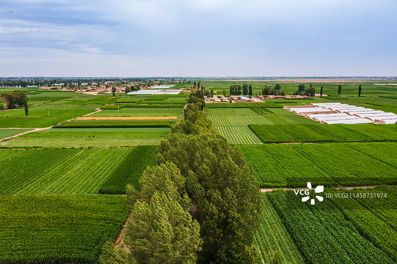 民勤县蜜瓜图片素材