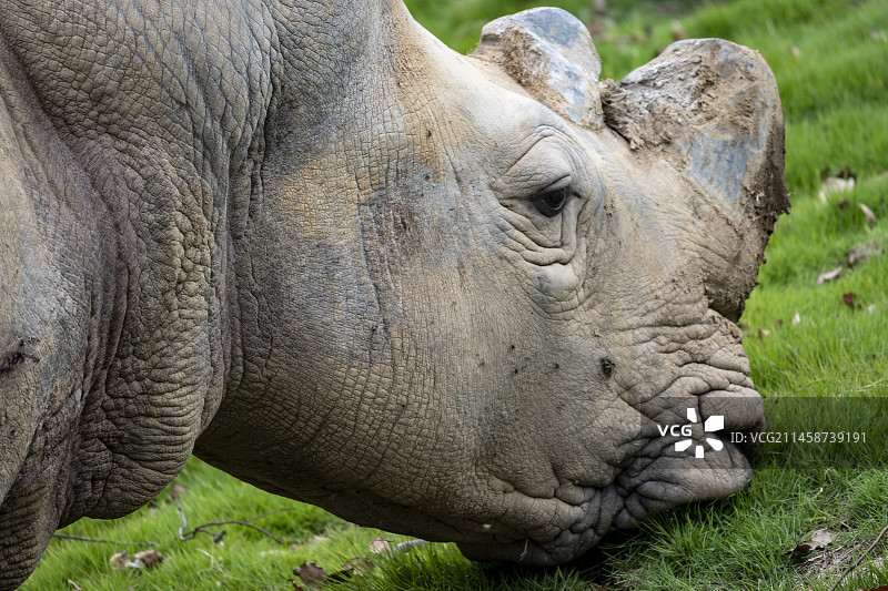 白犀牛图片素材