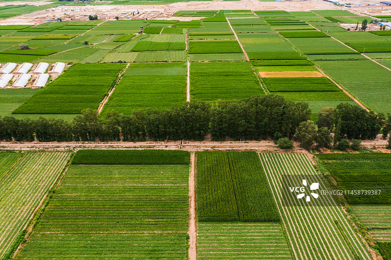 民勤县蜜瓜图片素材