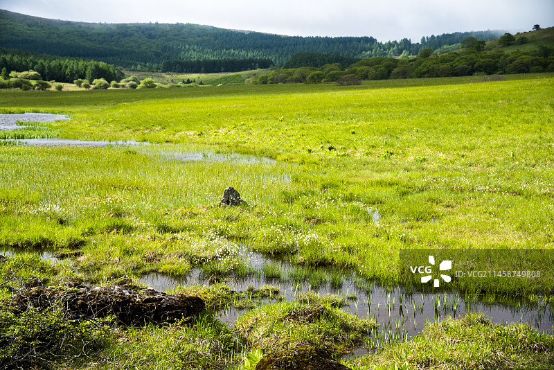 雾峰高原八岛湿原，日本长野县下诹访町图片素材