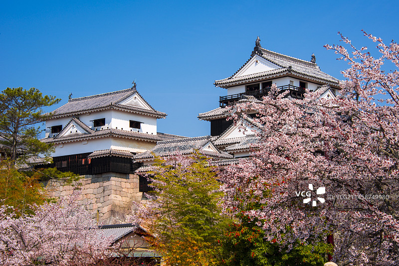 日本爱媛县松山市的松山城樱花盛开图片素材