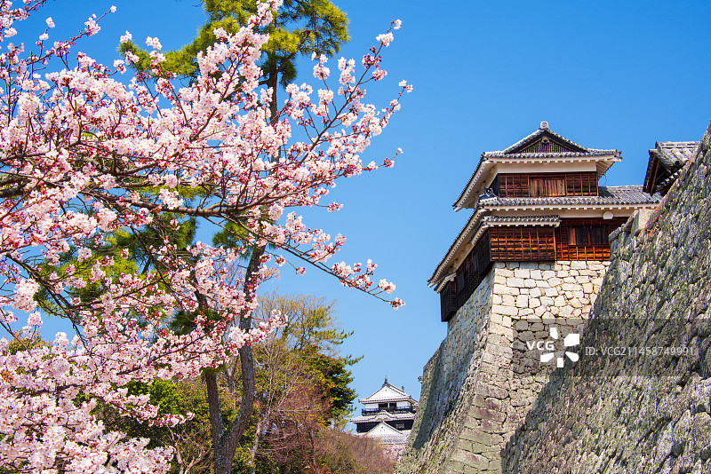 日本爱媛县松山市的松山城樱花盛开图片素材