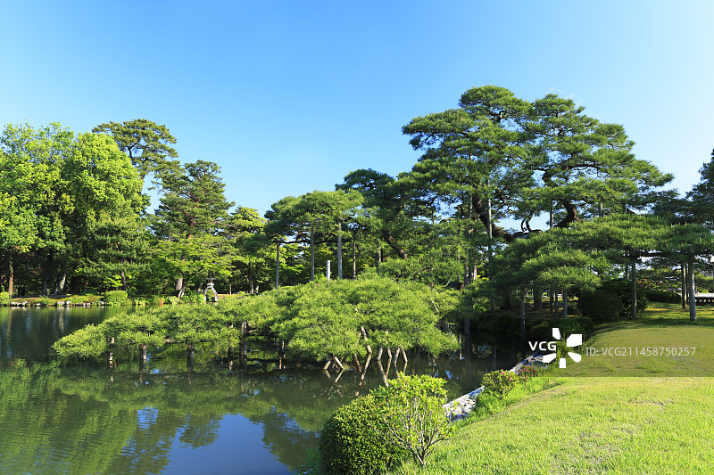 日本金泽兼六园唐崎松与琴柱灯笼图片素材