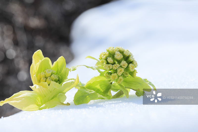日本富山县南砺市蜂斗菜嫩芽上的雪和溪流图片素材