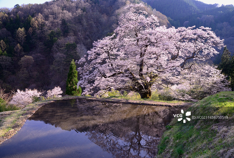 日本长野县下伊那郡阿智村小松凪的樱花，2018年图片素材