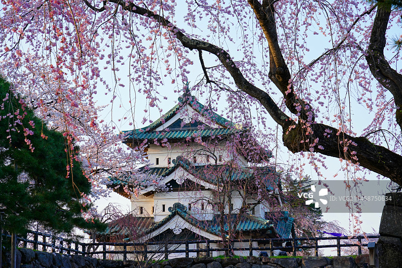 日本青森县弘前城和垂枝樱花图片素材