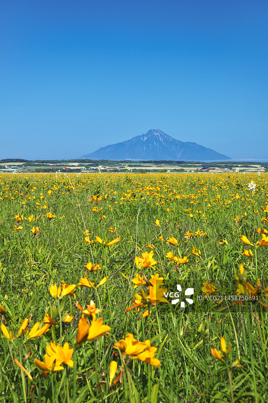 日本北海道礼文岛利尻岛图片素材