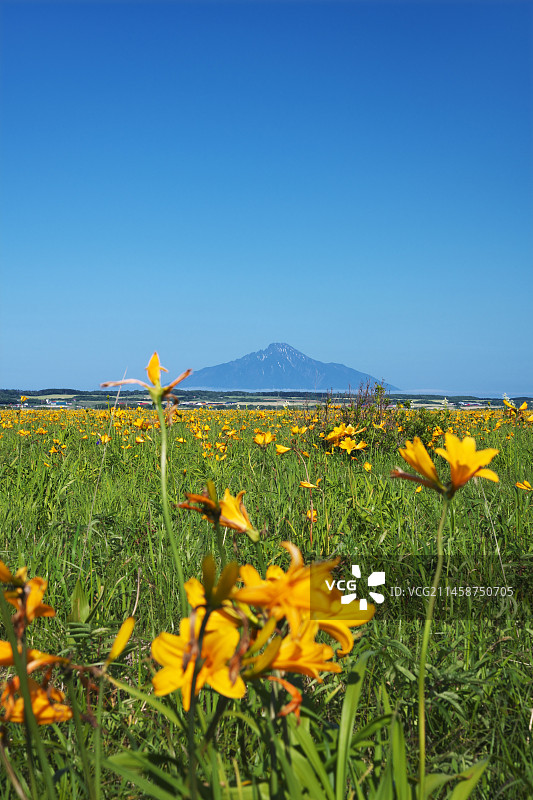 日本北海道礼文岛利尻岛图片素材