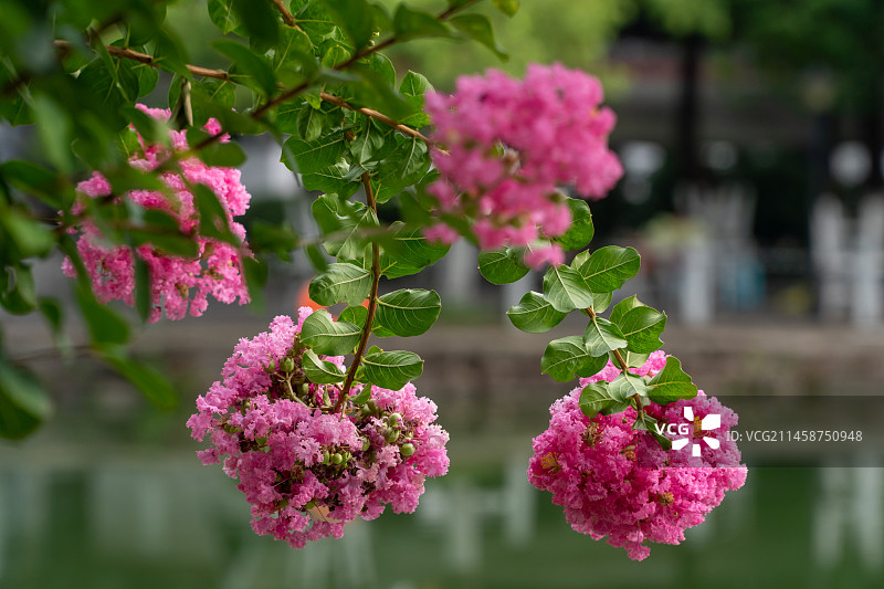 公园湖边的紫薇花盛开图片素材