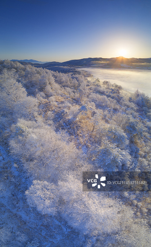 雾气笼罩的冷杉森林：日本长野县诹访郡蓼科山图片素材