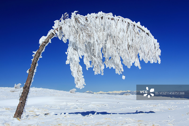 日本长野县白马山脉和冰雪压弯的树木远景图片素材