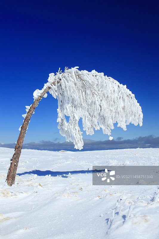 冰雪重压下的树木，日本长野县上田市图片素材