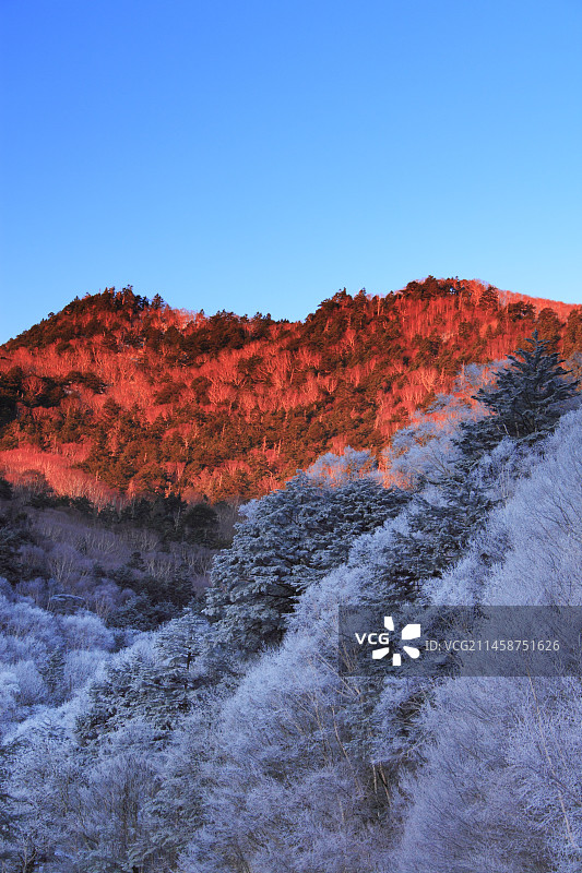 日本长野县落合桥日出时分的山脊和雾气冰雪森林图片素材