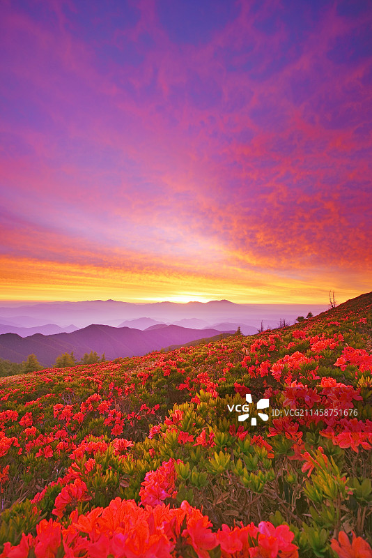 日本长野县上田市浅间山等山脉的莲华杜鹃花与日落图片素材