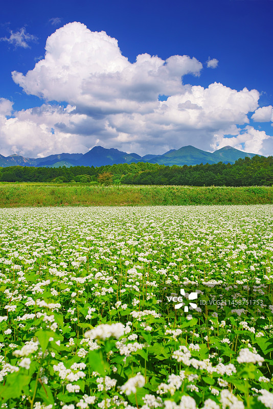 日本长野县诹访郡原村福山路口附近的荞麦花田与八岳山脉图片素材