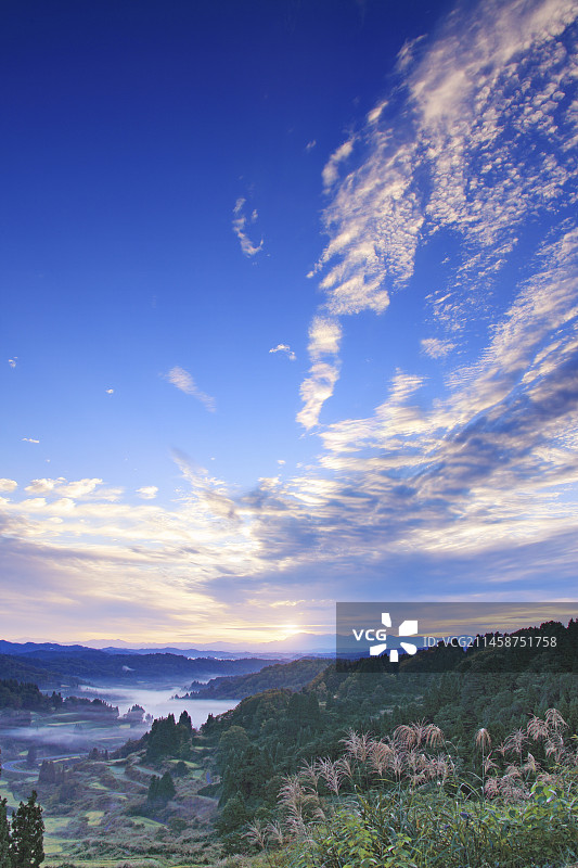 日本新泻县十日町梯田、芒草与朝阳晨雾图片素材