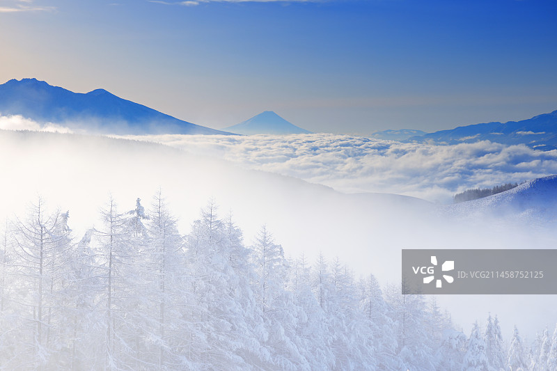 八岳山脉、富士山、云海、落叶松林，晨雾，日本长野县图片素材