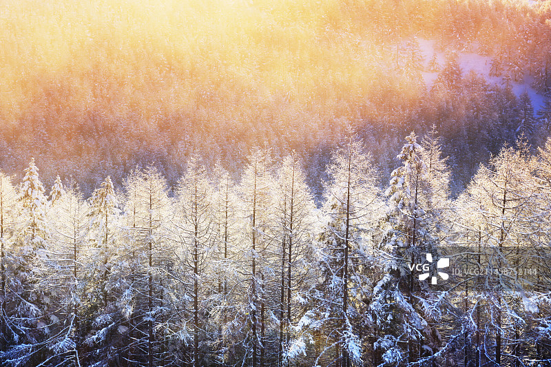 日本长野县诹访市的落叶松森林和晨雾图片素材