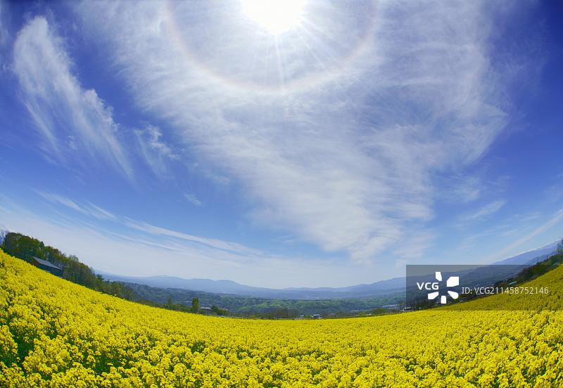 日本长野县小诸市八岳山油菜花田与22度光环图片素材