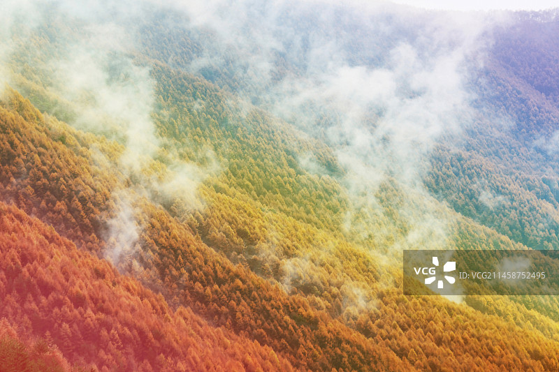 长野县蓼科牧场附近的秋叶落叶松林和早雾图片素材