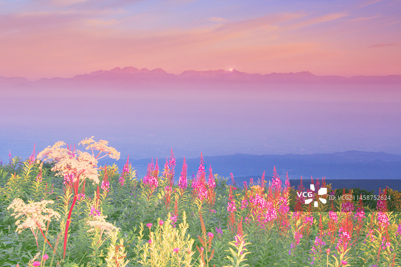 日本长野县 Yarigatake Villa 晨曦与柳兰图片素材