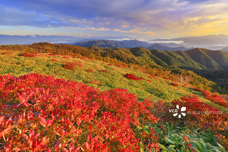 日本长野县上田市Takeishi峰上的莲花杜鹃和四阿山图片素材
