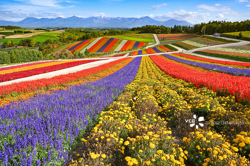 色彩之丘，日本北海道美瑛町图片素材