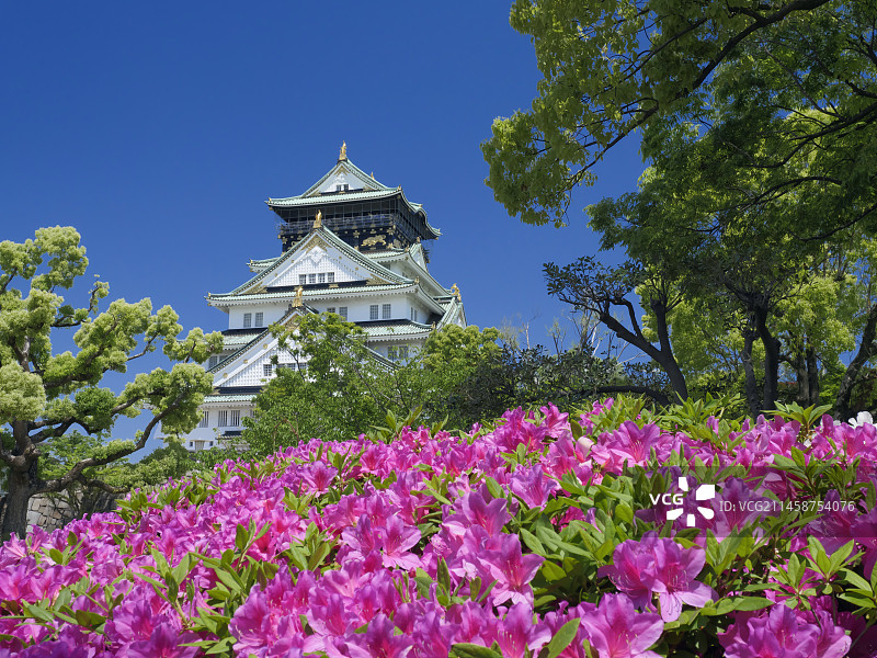 日本大阪城与盛开的杜鹃花图片素材
