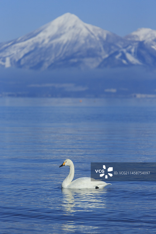 日本福岛县郡山市猪苗代湖和磐梯山的天鹅图片素材