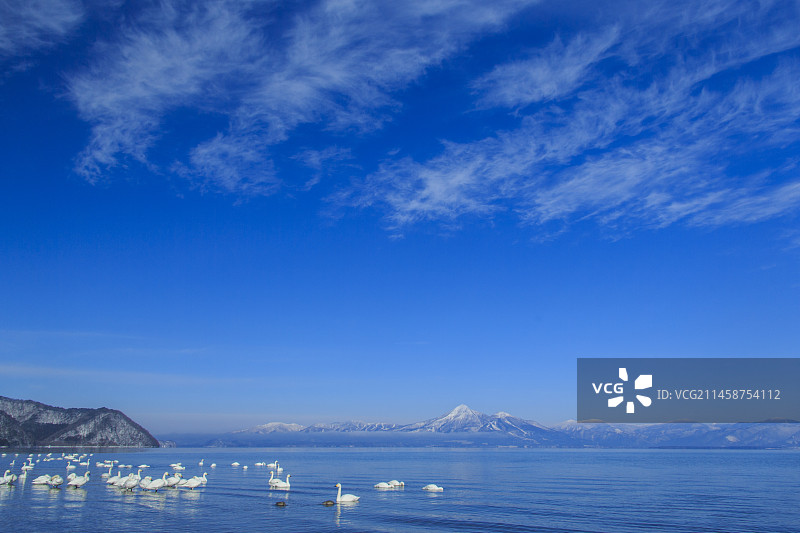 日本福岛县郡山市猪苗代湖和磐梯山的天鹅图片素材