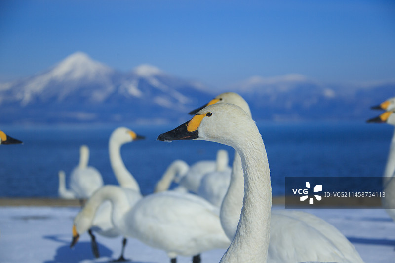 日本福岛县郡山市猪苗代湖和磐梯山的天鹅图片素材