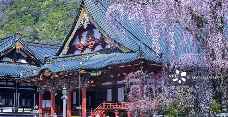 日本山梨县身延山久远寺的樱花与祖师堂图片素材
