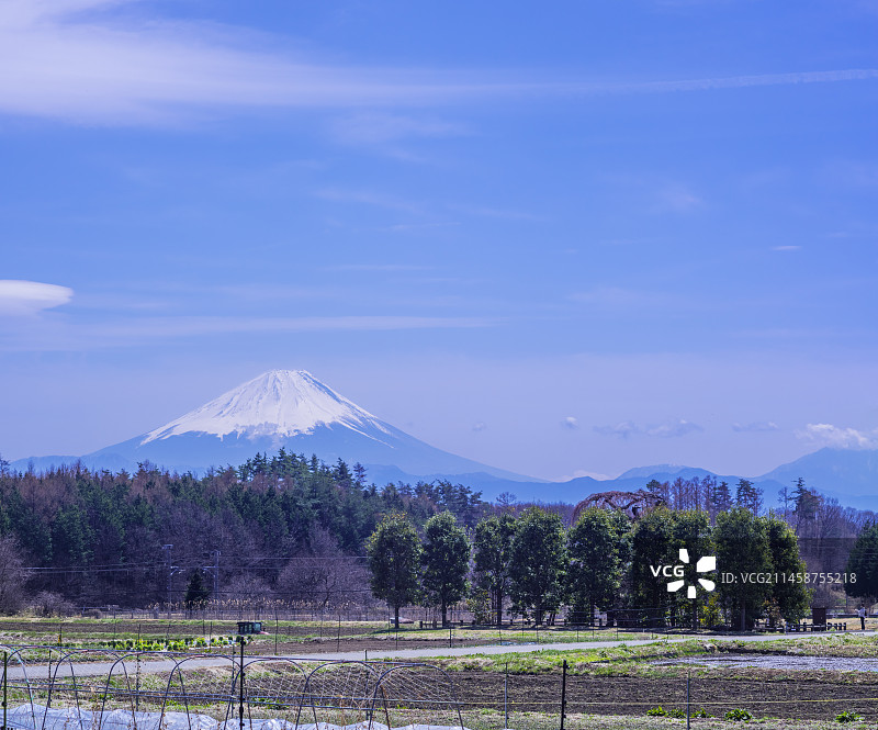 山梨县风光：神田的垂枝樱与远处的富士山，日本图片素材