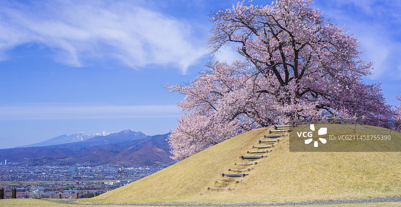 日本山梨县甲州市古家八代故里公园樱花景观图片素材