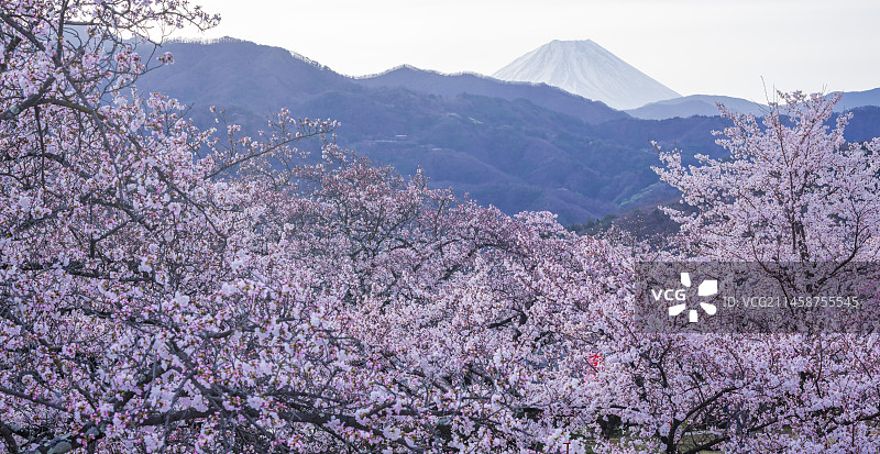 山梨县风景：远眺富士山的樱花，大 Neboshi 公园的樱花是日本 100 个最佳赏樱地点之一图片素材