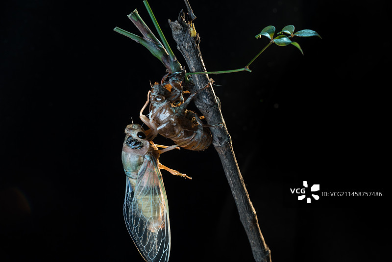 蝉蛹羽化金蝉脱壳图片素材