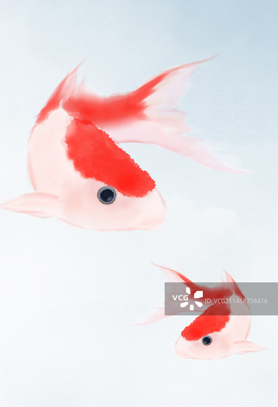 锦鲤鱼插画图片素材