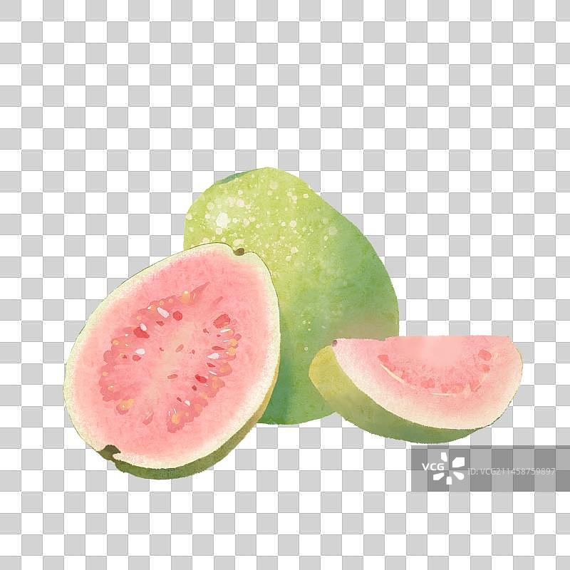 水彩风格手绘水果芭乐/番石榴插画图片素材