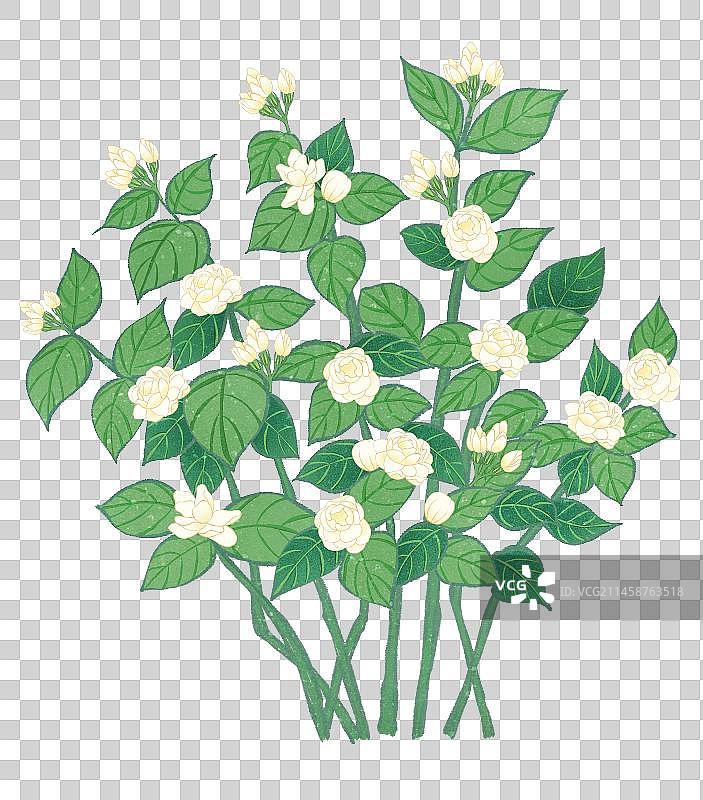 二十四节气节白露花卉茉莉花元素图片素材