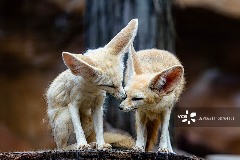 耳鬓厮磨图片素材