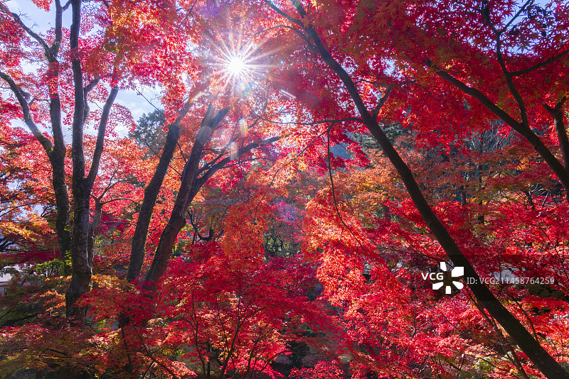 香川县大洼寺的秋叶图片素材