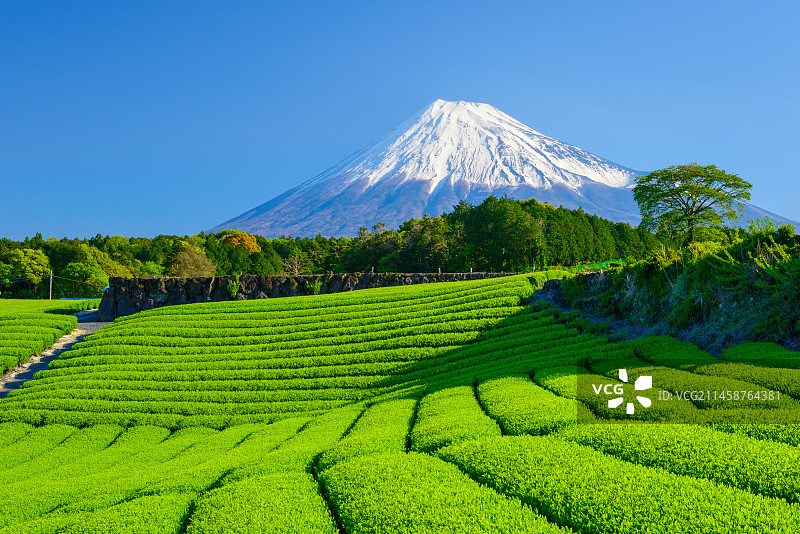 静冈县富士市茶园与富士山图片素材