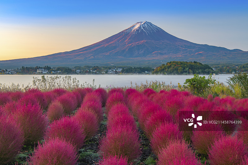 大石公园的扫帚草和山梨县的富士山图片素材