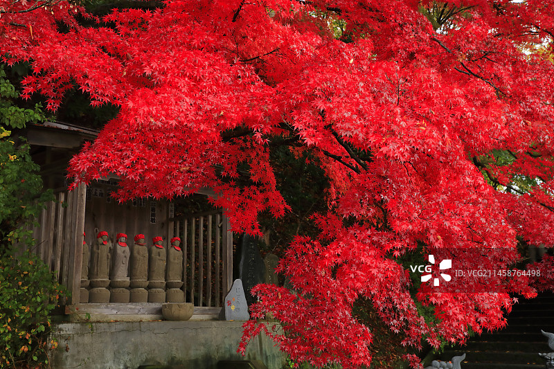 茨城县永源寺的红叶图片素材
