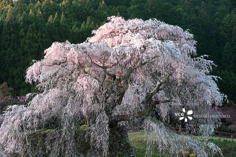 日本奈良县盛开的美丽樱花树图片素材