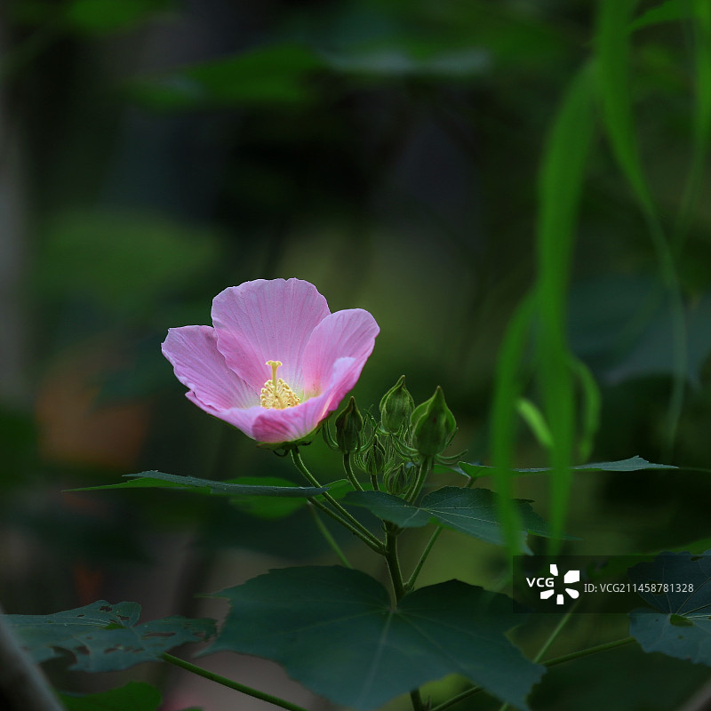 芙蓉花的特写镜头图片素材
