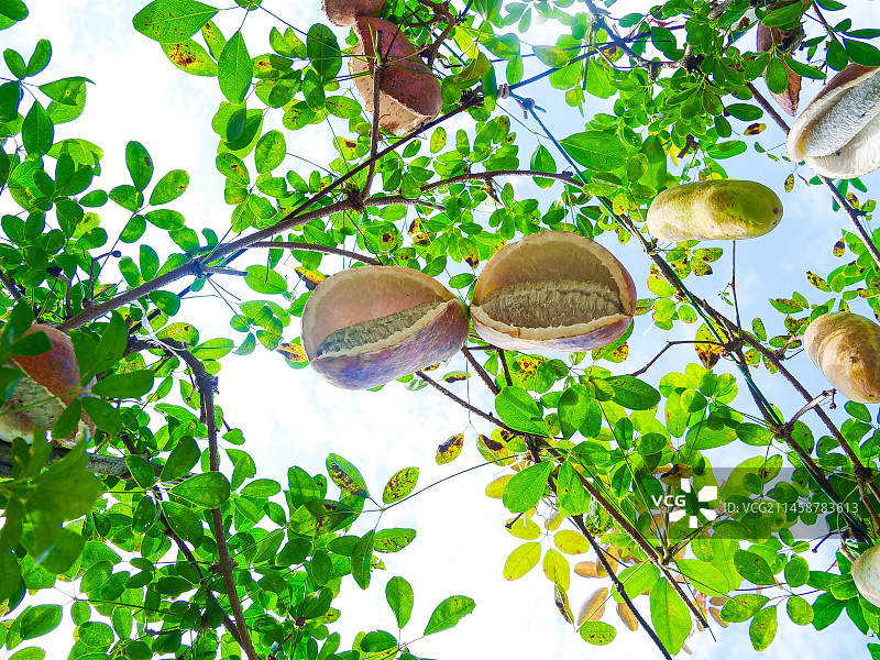 树上的新鲜八月瓜图片素材