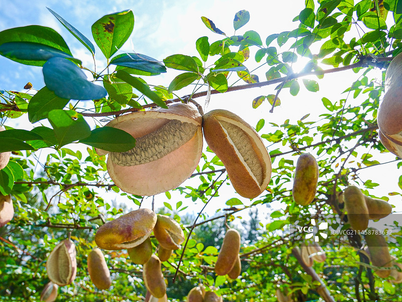 树上的新鲜八月瓜图片素材