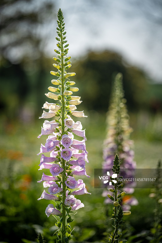 毛地黄特写图片素材